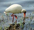 White ibis Royalty Free Stock Photo