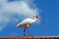 White Ibis Royalty Free Stock Photo