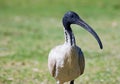 white Ibis bird