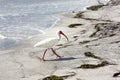 White Ibis bird on beach near water