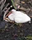 White Ibis bird stock photos.  White Ibis bird close-up profile view with bokeh background Royalty Free Stock Photo