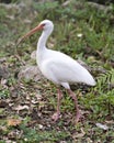 White Ibis bird stock photos.  White Ibis bird close-up profile view standing in foliage with background and foreground foliage Royalty Free Stock Photo