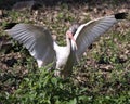 White Ibis Bird Stock Photos.  Image. Portrait. Picture. Close-up view. Spread wings. Foliage foreground. Bokeh background Royalty Free Stock Photo