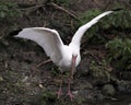 White Ibis Bird Stock Photos.  Image. Portrait. Picture. Close-up view. Spread wings. Foliage background. Standing on moss rocks Royalty Free Stock Photo