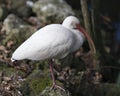 White Ibis bird stock photos.  White Ibis bird close-up profile view standing on a rock with moss Royalty Free Stock Photo