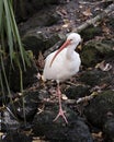 White Ibis bird stock photos.  White Ibis bird close-up profile view standing on a rock with rock and foliage background and Royalty Free Stock Photo