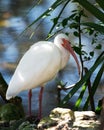 Ibis White Ibis bird stock photos. Image. Portrait. Picture. Bird by the water. Close-up profile view. Water background Royalty Free Stock Photo