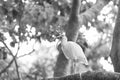 white ibis bird fauna in wildlife. ibis bird fauna in nature. photo of ibis bird fauna outdoor.