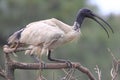 Australian White Ibis bird portrait