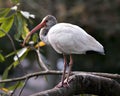White Ibis Bird Photo. Image. Portrait. Picture.  Perched with bokeh background Royalty Free Stock Photo