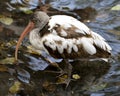 White Ibis bird photo.  White Ibis juvenile bird close-up profile view in the water Royalty Free Stock Photo