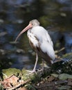 White Ibis bird photo.  White Ibis juvenile bird close-up profile view in the water Royalty Free Stock Photo