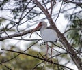 White ibis bird with a pink beak and blue eyes sits on a tree against the sky Royalty Free Stock Photo