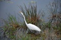 White Ibis Bird in Scenic Everglades National Park, Florida Royalty Free Stock Photo