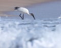 Oriental white ibis bird standing on the beach. White ibis. Black headed ibis at sea.