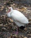 White Ibis bird stock photos.  White Ibis bird close-up profile view with bokeh background Royalty Free Stock Photo