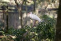 Ibis White Ibis bird stock photos. White Ibis bird perched on branch with bokeh background. Image. Portrait. Photo. Picture Royalty Free Stock Photo