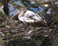 White Ibis bird stock photo. Portrait. Image. Picture. Photo. White Ibis bird close-up profile view. Young bird. Juvenile bird. Royalty Free Stock Photo