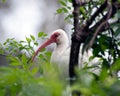 White Ibis bird stock photos. White Ibis bird head close-up with bokeh background and blurred foregroun. Image. Portrait. Picture Royalty Free Stock Photo