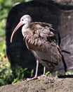 White Ibis Bird Stock Photos.  Image. Portrait. Picture. Juvenile bird. Close-up view. Fluffy wings. Brown color Royalty Free Stock Photo