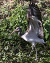 White Ibis Bird Stock Photos.  Image. Portrait. Picture. Juvenile bird. Standing in foliage. Spread wings. Close-up profile view Royalty Free Stock Photo