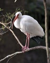 White Ibis Bird Stock Photos.  Image. Portrait. Picture. Perched on a branch. Bokeh background Royalty Free Stock Photo