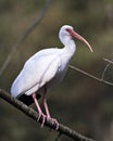 White Ibis Bird Stock Photos.  Image. Portrait. Picture. Perched on a branch. Bokeh background Royalty Free Stock Photo