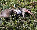 White Ibis Bird Stock Photos.  Image. Portrait. Picture. Resting in foliage. Spread wings. Close-up view Royalty Free Stock Photo