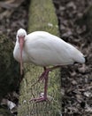 White Ibis Bird Stock Photos.  Image. Portrait. Picture. Standing on log Royalty Free Stock Photo