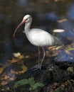 White Ibis bird stock photos.  White Ibis bird close-up profile view. White Ibis picture. White Ibis portrait. White Ibis image Royalty Free Stock Photo