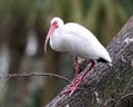 White Ibis bird stock photos. White Ibis bird head close-up perched with blur background. Image. Portrait. Picture. Photo Royalty Free Stock Photo