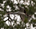 White Ibis bird stock photos.  White Ibis juvenile bird close-up profile view flying with bokeh background Royalty Free Stock Photo