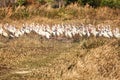 White ibis birds, Florida Royalty Free Stock Photo