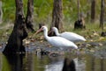 American White Ibis foraging along The Sill in the Okefenokee Swamp National Wildlife Refuge, Georgia, USA