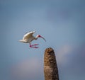 White ibis in bright red breeding colors on beak and feet about to land on palm tree trunk Royalty Free Stock Photo