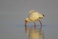 White Ibis at Bunche Beach, Florida, United States Royalty Free Stock Photo