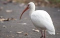 White Ibis On A Cement Walkway