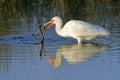 White Ibis eating a Florida Water Snake - Merritt Island Wildlife Refuge, Florida Royalty Free Stock Photo