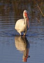 White Ibis eating a freshly-caught Florida Water Snake - Merritt Royalty Free Stock Photo