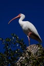 White Ibis (Eudocimus albus)