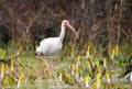 White Ibis bird foraging on Chase Prairie; Okefenokee Swamp National Wildlife Refuge, Georgia USA Royalty Free Stock Photo