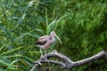 White Ibis (Eudocimus albus