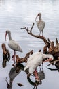 White Ibis Eudocimus albus, Lake Eola Park, Downtown Orlando, Florida Royalty Free Stock Photo