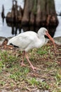 White Ibis Eudocimus albus, Lake Eola Park, Downtown Orlando, Florida Royalty Free Stock Photo