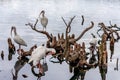 White Ibis Eudocimus albus, Lake Eola Park, Downtown Orlando, Florida Royalty Free Stock Photo