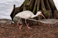 White Ibis Eudocimus albus, Lake Eola Park, Downtown Orlando, Florida Royalty Free Stock Photo