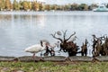 White Ibis Eudocimus albus, Lake Eola Park, Downtown Orlando, Florida Royalty Free Stock Photo