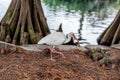 White Ibis Eudocimus albus, Lake Eola Park, Downtown Orlando, Florida Royalty Free Stock Photo