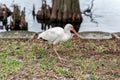 White Ibis Eudocimus albus, Lake Eola Park, Downtown Orlando, Florida Royalty Free Stock Photo