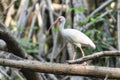 A white ibis, Eudocimus albus, perched on a tree branch in Mexico Royalty Free Stock Photo